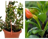 Top Seller - Green Cheerio Goldfish Plant - Nematanthus - 4&quot; Mini Hangin... - £42.42 GBP