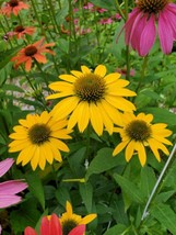 Dark Deep Yellow Cheyenne Spirit Coneflower 30+ Seeds Echinacea Farm Fresh - $8.99