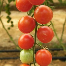 100 Red Sweetie Cherry Tomato Super Sweet 1 Lycopersicon Fruit Vegetable Seeds N - $14.90