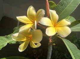 10 Seeds Fresh Plumeria Aztec Gold Hausten Yellow White Quick Plant Heirloom Se - £9.97 GBP