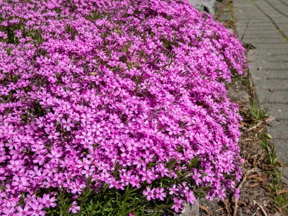 BStore 100 Peacock Cherry Red Phlox For Garden Planting Seeds Starter Kits - £8.94 GBP