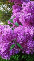 25+ French Violet Lilac Seeds Tree Fragrant Flowers Perennial Seed Flower 953  F - $9.99