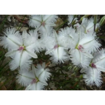 HGBO 25 Seeds White Fringe Thysanotus Flowers USA Seller - £7.85 GBP