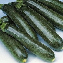 USA SELLER Dark Green Zucchini Squash Seeds Fast Shipping - £8.43 GBP