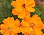 Beautiful Cosmos Gold Dwarf Sulphur Seeds 80 Seeds Fast Shipping - $7.99