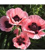 50 seeds, Pink Oreintale Poppy Seeds, perennial - $5.90