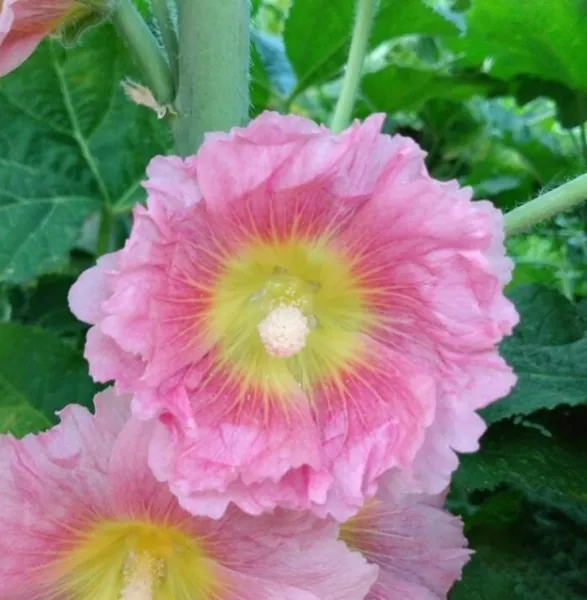 New Fresh 25 Pink Yellow Hollyhock Seeds Flower Seed Flowers - £10.65 GBP