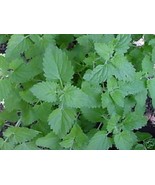 Catnip Great Garden Herb ~ Cats Love It ~ Bulk 5,000 Seeds - €13,02 EUR