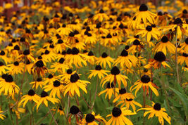 Black Eyed Susan (Rudbeckia Hirta) Flower Seeds Yellow 2500+ Seeds - £3.49 GBP