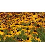 Black Eyed Susan (Rudbeckia Hirta) Flower Seeds Yellow 2500+ Seeds - £3.52 GBP