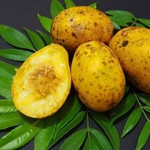 JUNE PLUM JOBO (Spondias dulcis) tropical fruit tree 12”-24” - £75.64 GBP