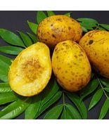 JUNE PLUM JOBO (Spondias dulcis) tropical fruit tree 12”-24” - £74.74 GBP