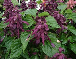 KKG 50 Salvia Sizzler Purple Seeds Fresh Garden - $9.89
