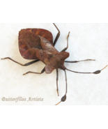 Unusual Leaf-footed Bug Dalader Distanti Framed Entomology Shadowbox - €66,49 EUR