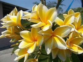 Yellow Hawaiian Plumeria Frangipani 1 Cuttings L41 - £20.77 GBP