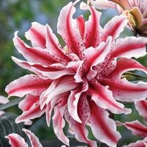 Item image 1 image 1