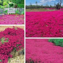 seeds perennial Creeping Thyme SCARLET Red Ground Cover 4&quot; Rock Garden - $7.75