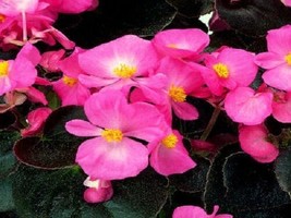 Begonia Seeds Chocolates Pink 50 Pelleted Seeds Garden USA - £8.20 GBP