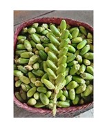 Biji Daruju Kering - Acanthus ilicifolius L. Dried Seed, 100 pcs - $516.22 MXN