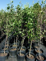 Shinko Asian Pear 4-6 Ft Tree New Plant Healthy Sweet Fruit Trees Pears Plants - £77.31 GBP