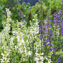 New Fresh USA Seller 50 Seascape Mix Sage Salvia Flower Seeds - $13.96