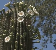 US Seller 25++ Saguaro Cactus Seeds (Carnegiea Gigantea) - Seller. - £6.46 GBP