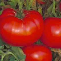 USA Seller Mpb#6 Delicious Tomato Seeds World Record Tomato Giant Tomato... - $18.79