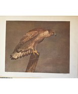 Vintage 1980 Original Artwork -HAWK - Hand Signed Limited edition Print ... - $147.51