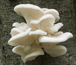 28gr/1(oz.) WHITE PEARL OYSTER/MUSHROOMS SEEDS FOR LOGS , SUPSTRATS,COFF... - $12.99