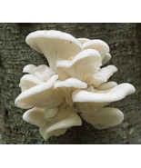 28gr/1(oz.) WHITE PEARL OYSTER/MUSHROOMS SEEDS FOR LOGS , SUPSTRATS,COFF... - $12.99