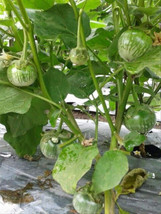 Green Thai Eggplant Seeds Petch Siam Hạt Cà Dĩa Vn Matti [Mai S Family] - $5.89