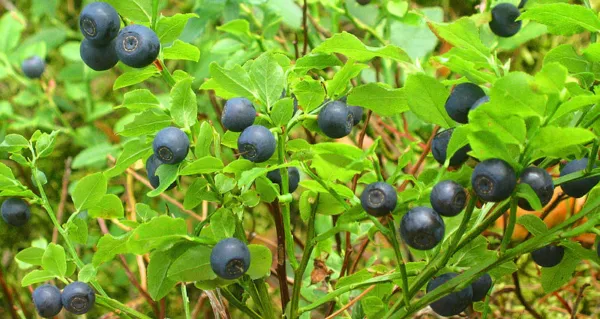 20 Common Bilberry Fruit Shrub European Blueberry Vaccinium Myrtillus Seeds Fres - £7.86 GBP