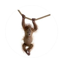 Baby Orangutan Hanging On Rope  5PCS Car Stickers for  Wall Car Water Bottles  P - £46.85 GBP