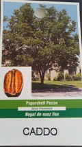 CADDO PAPERSHELL PECAN TREE 4&#39;-6&#39; Shade Nut Trees Live Plant Pecans Nuts... - $169.70