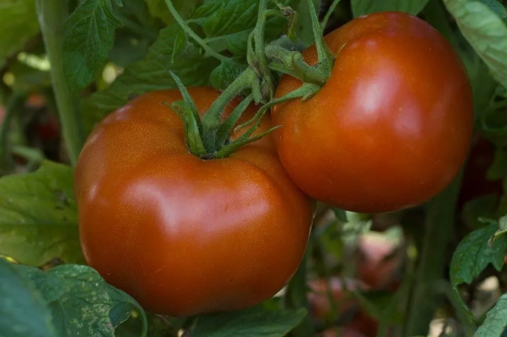 50 Seeds Ramapo Tomato Vegetable Garden - $9.70