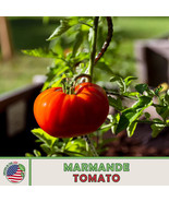 100 Marmande Tomato Seeds French Fresh Garden Fast Shipping - €10,27 EUR
