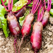 US Seller Cylindra Beet Seeds 200 Ct Vegetable Garden - £6.83 GBP