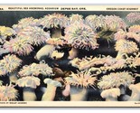 Sea Anemonae at Aquarium Depoe Bay Oregon OR UNP Linen Postcard N26 - $5.89