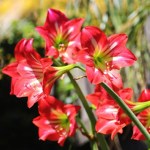 Hippeastrum Bulbs Seeed Amaryllis Barbados Lily - 100 Seeds - $12.67