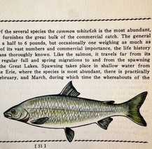 Whitefish 1939 Fresh Water Fish Art Gordon Ertz Color Plate Print PCBG20 - $584.49 MXN