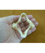 (sj500-30) 2-3/4&quot; Zebra Bullhead SHARK jaw sharks jaws teeth Heterodontu... - $92.06 CAD