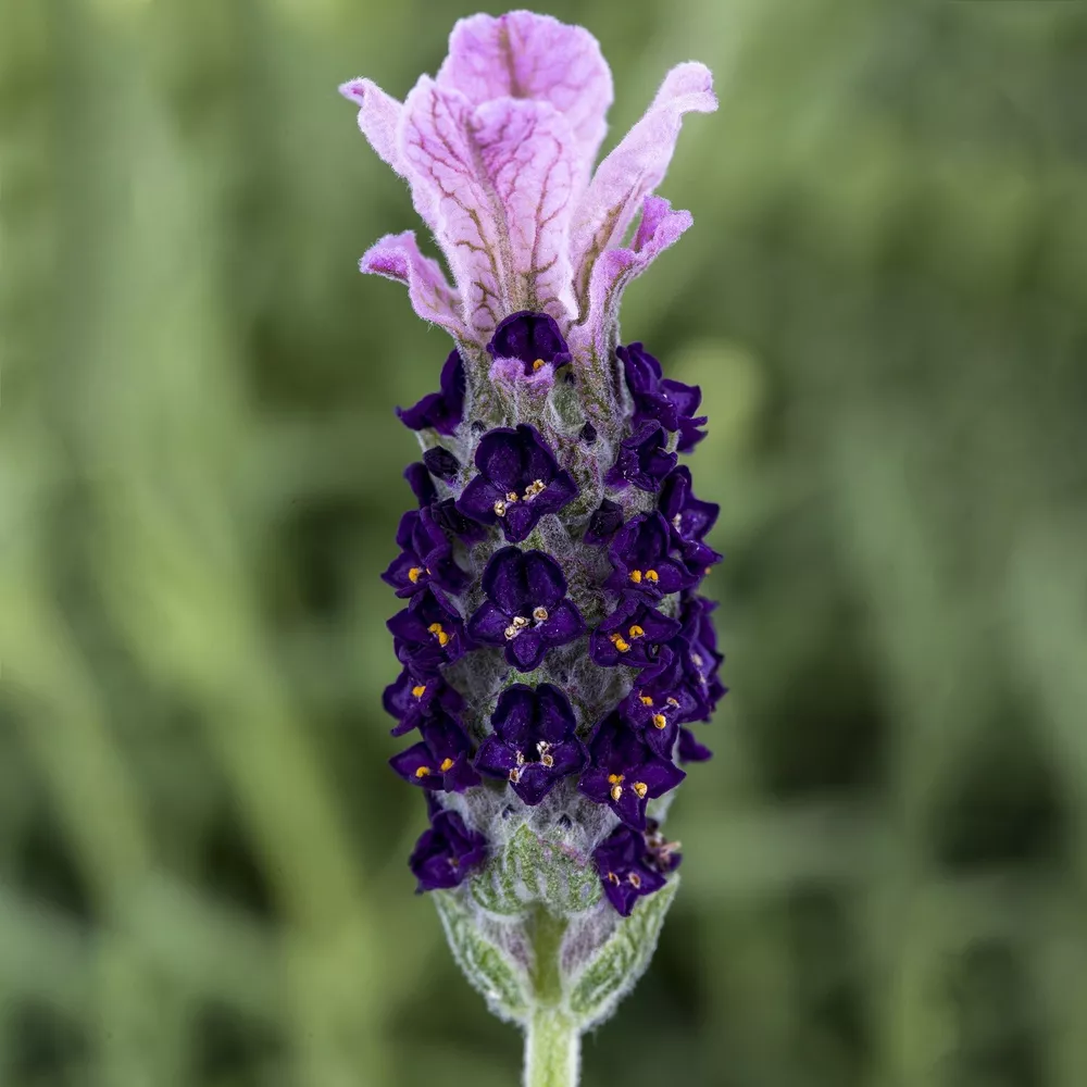 Lavandula Seeds Castilliano Lilac Seeds Lavender Seeds 25 Seed Pack Spanish SS - £11.77 GBP