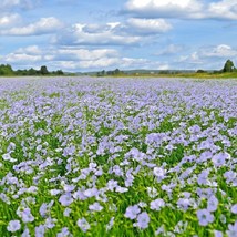 Bloomys 1000 Seeds Blue Flax Seed Native Wildflower Perennial Cold Droug... - $10.38