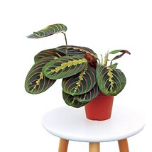 Red Maranta, prayer plant, LIVE evergreen houseplant in 4&quot; pot Easy to Grow New - £14.76 GBP