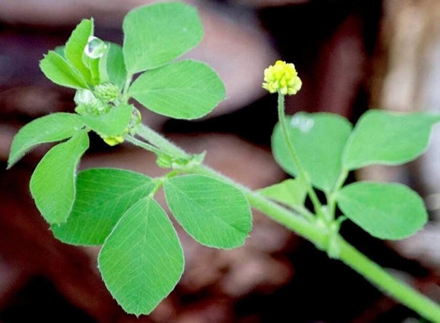 100 seeds Black Medic Bright Yellow Flowers Cluster