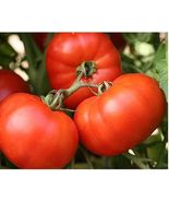 Hot 40 of Big Beef Tomato Seeds NON GMO - INDETERMINATE - £4.71 GBP