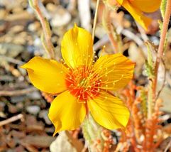 500 LINDLEY&#39;S BLAZING STAR Seeds Annual Native Desert Wildflower - £6.29 GBP
