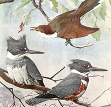 Kingfisher And Cuckoo Types 1955 Plate Print Birds Of America Nature Art DWEE33 - £23.16 GBP