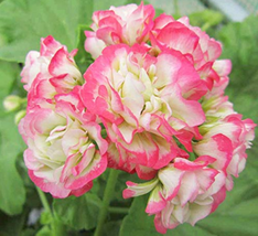 20 Seeds Geranium Bonsai Apple Blossom Rosebud Pelargonium Hortorum Flower Garde - £9.02 GBP