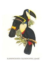 Yellow Ridged Toucan by John Gould #2 - Art Print - £17.57 GBP+